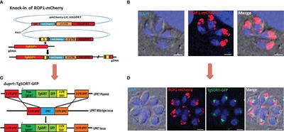 An image-based high-content screening for compounds targeting Toxoplasma gondii repurposed inhibitors effective against the malaria parasite Plasmodium falciparum